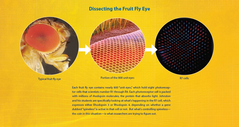 fly eye graphic