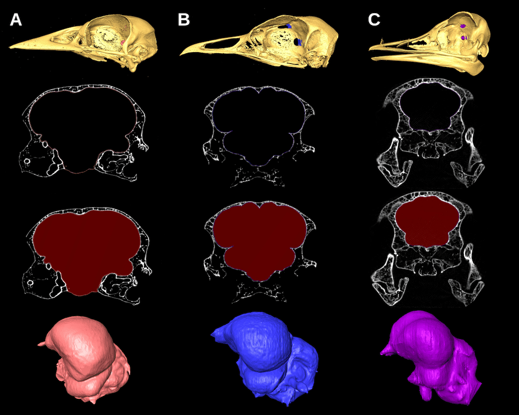endocasts of research showing bird skulls and scans of brains