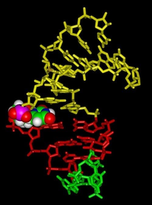 NMR structure of  NRS pseudo-5' splice site