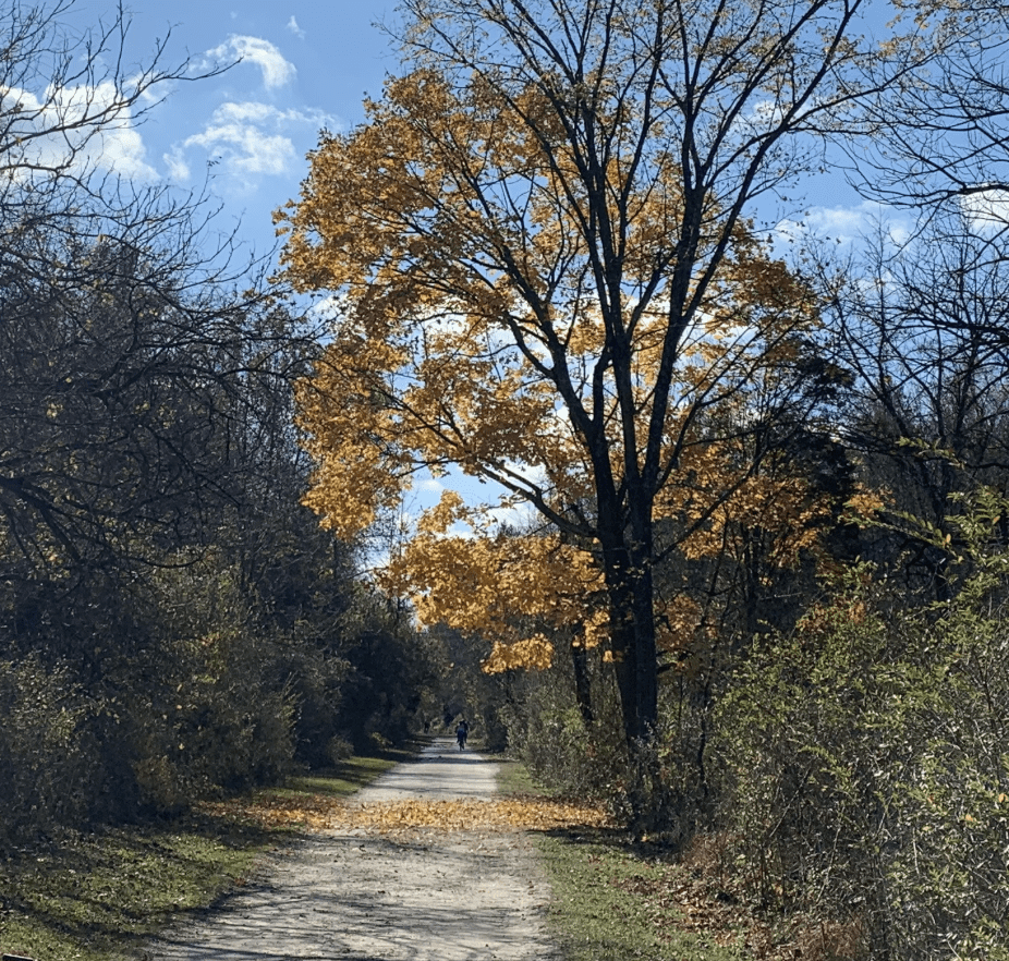 gravel trail with trees alongside it