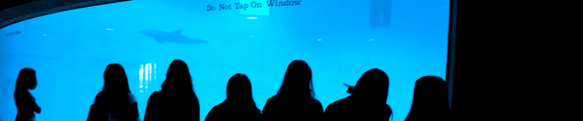 silhouettes of seven students looking at an aquarium tank