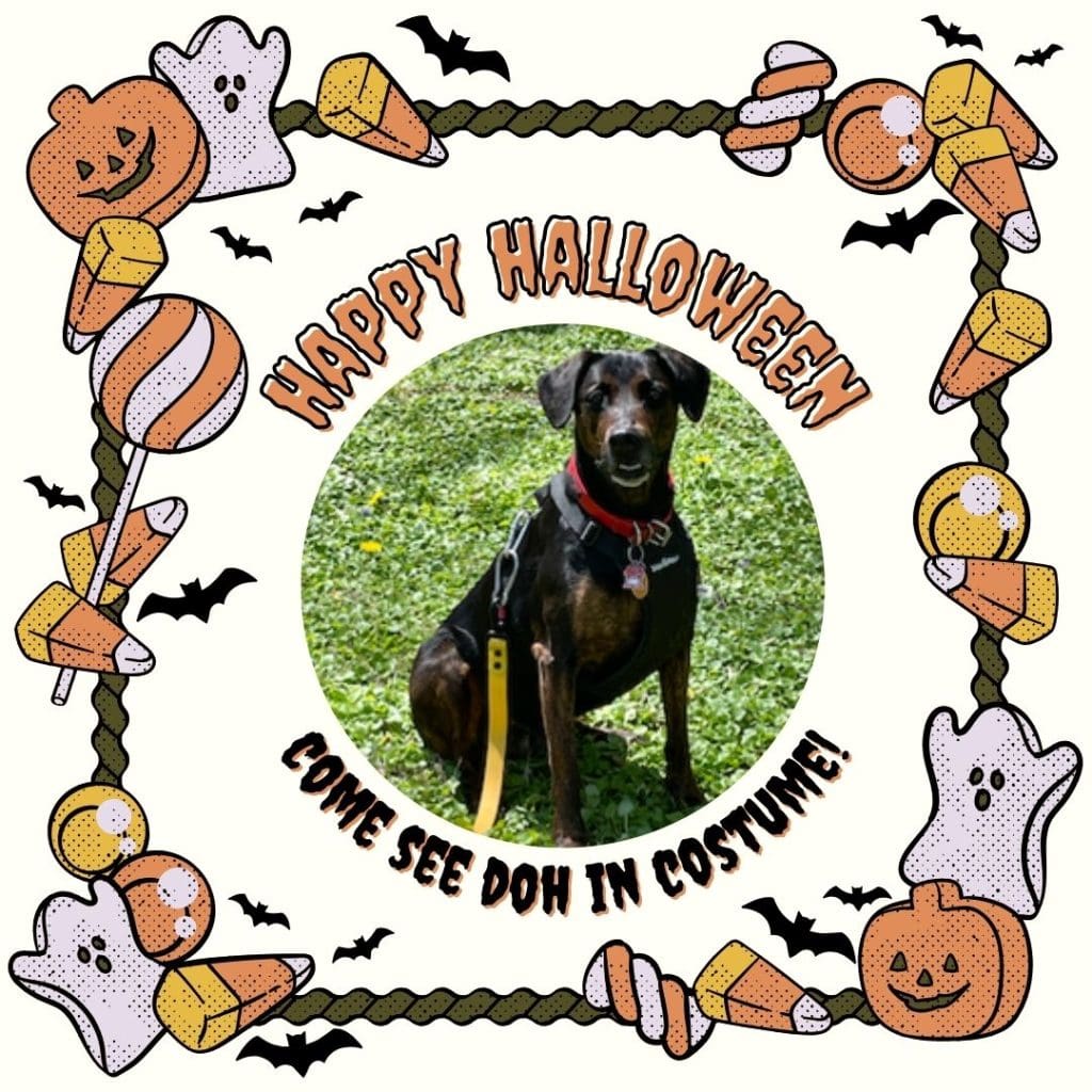 a cute cartoon boarder of pumpkins, ghosts, and candy surround a photo of Doh the Doberman. She is a small brown and black dog, sitting on grass and looking at the camera. She has a red and black collar on and a yellow leash. Text reads "Happy Halloween, come see Doh in costume!"