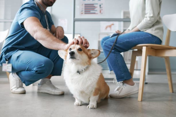 center of screen is a korgi dog, getting it's head pet. sitting on white tile floor with a doctor discussing with their owner behind the dog