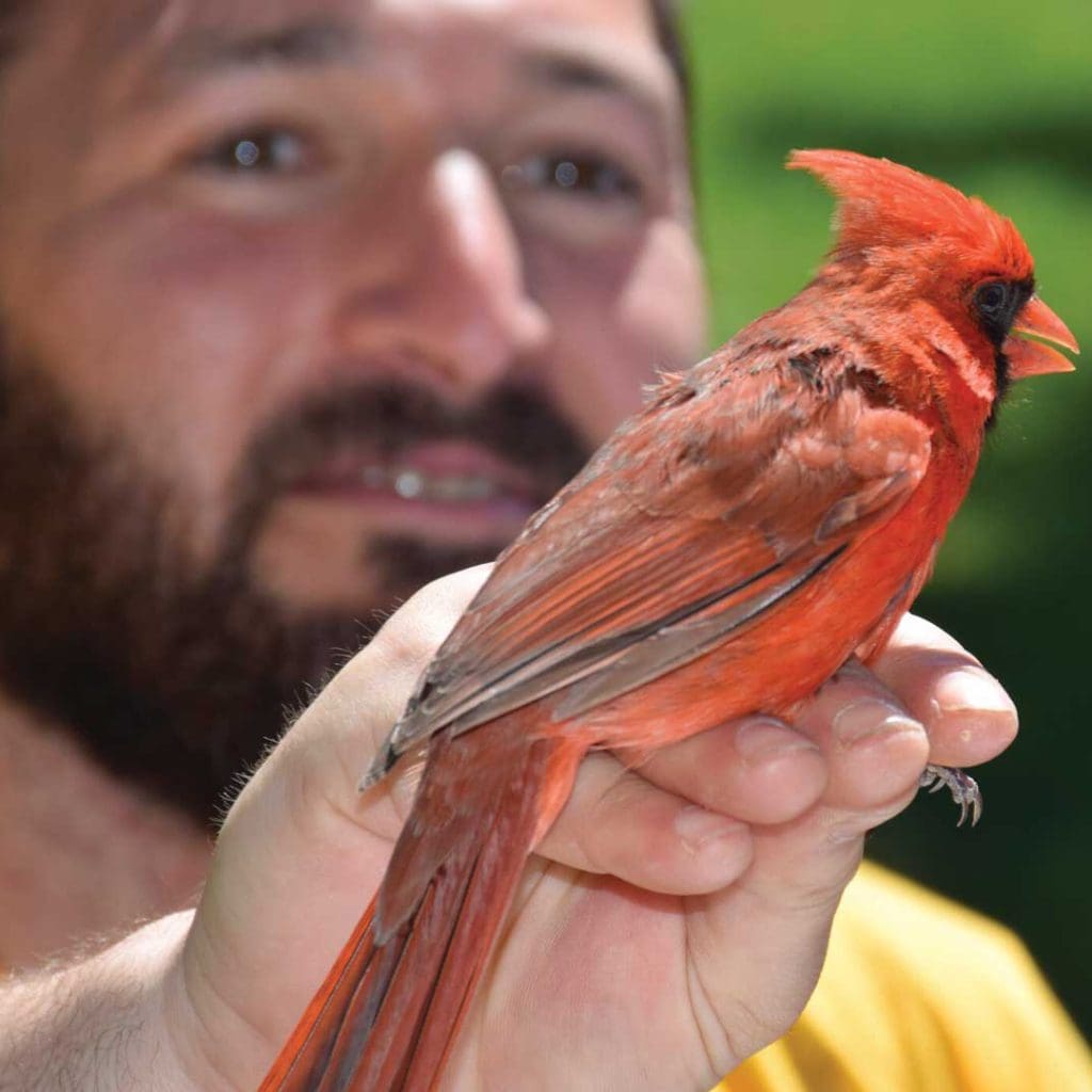 Eric Fishel holding a red bird on his hand