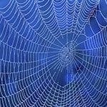 Amazing spider silk: Super-elastic proteins key to spider web's  stretchiness