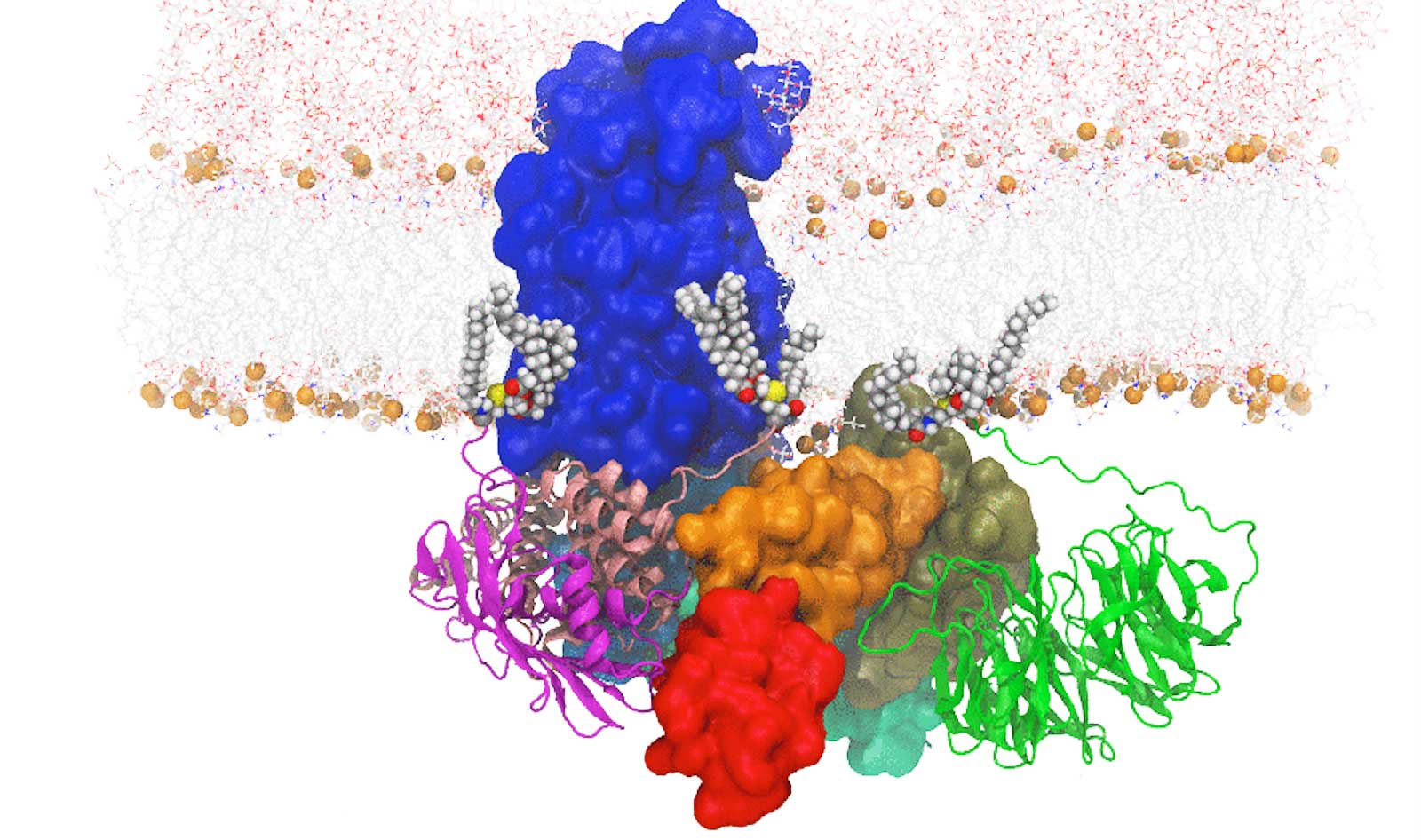 A molecular dynamics simulation system of one of the proteins studied in the professor Karen Fleming's lab.