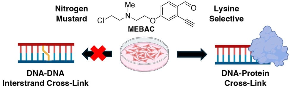 The Greenberg Group Publishes in the Journal of the American Chemical Society on the formation and consequences of DNA-protein cross-links in human cells.