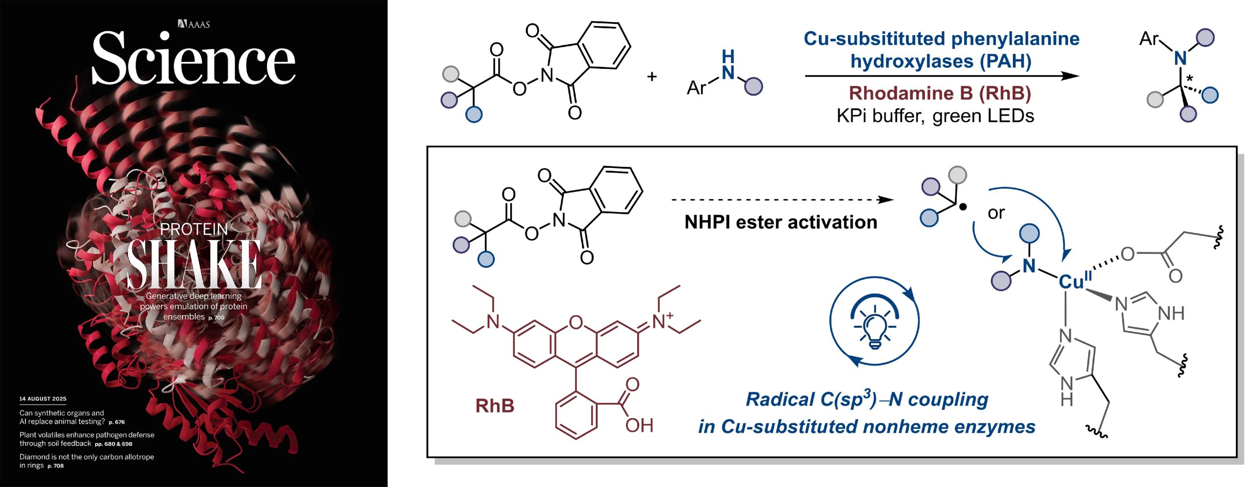 Huang Lab published on enabling copper-catalyzed C(sp³)–N coupling in enzymes