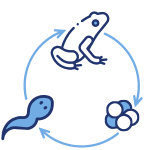 Three stages of the life cycle of frog from egg, to tadpole, to adult frog.