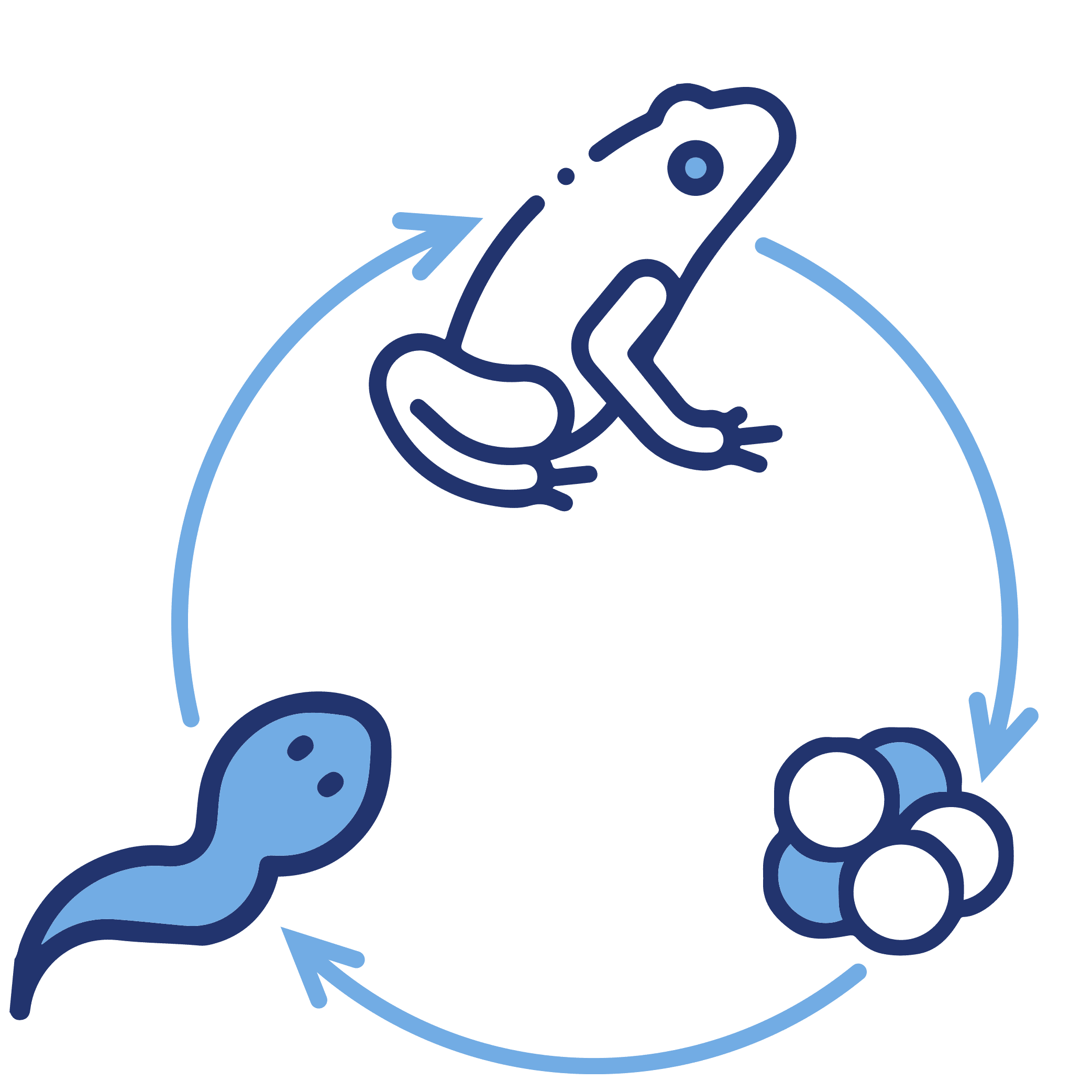 Three stages of the life cycle of frog from egg, to tadpole, to adult frog.