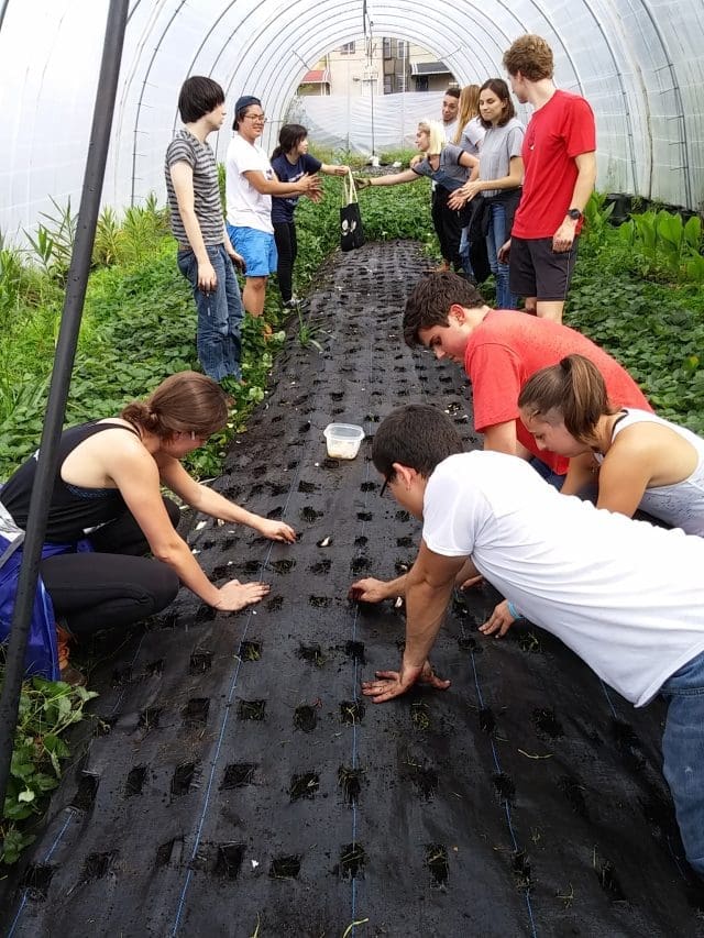 students working among plants in polytunnel