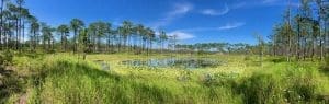 a wide picture of grasses and blue skies