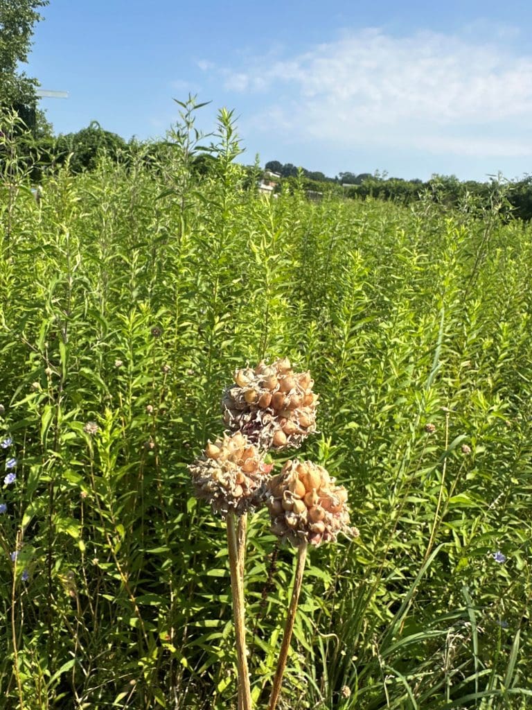 blue sky in background of field with flowering plant
