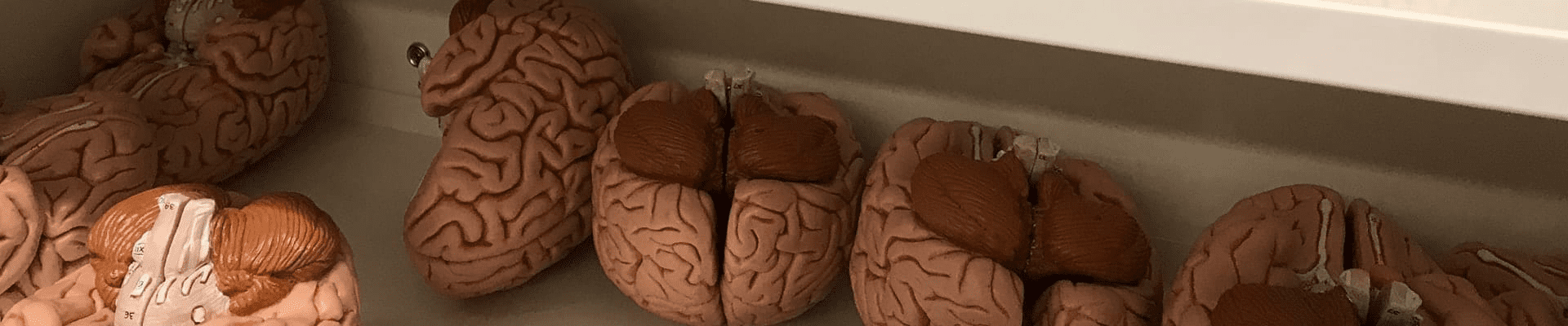 models of brains