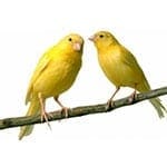 Testosterone in Male Songbirds May Enhance Desire to Sing but Not Song Quality