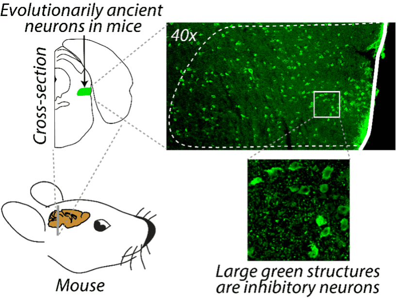 Behavioral Neuroscientists Identify Attention Control Neurons in Brainstem