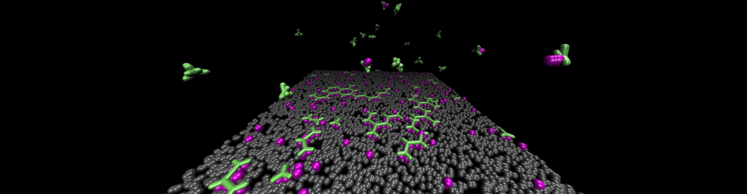 clathrin simulation