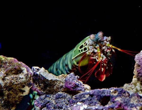 colorful underwater sea life