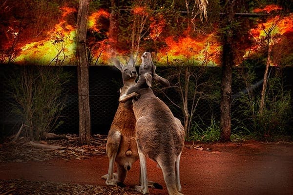 collage photo of two kangaroos embracing with fire in background