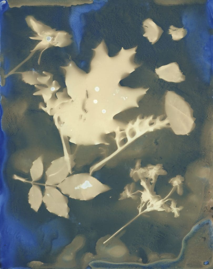 cyanotype of leaves and flowers on a blue and tan background