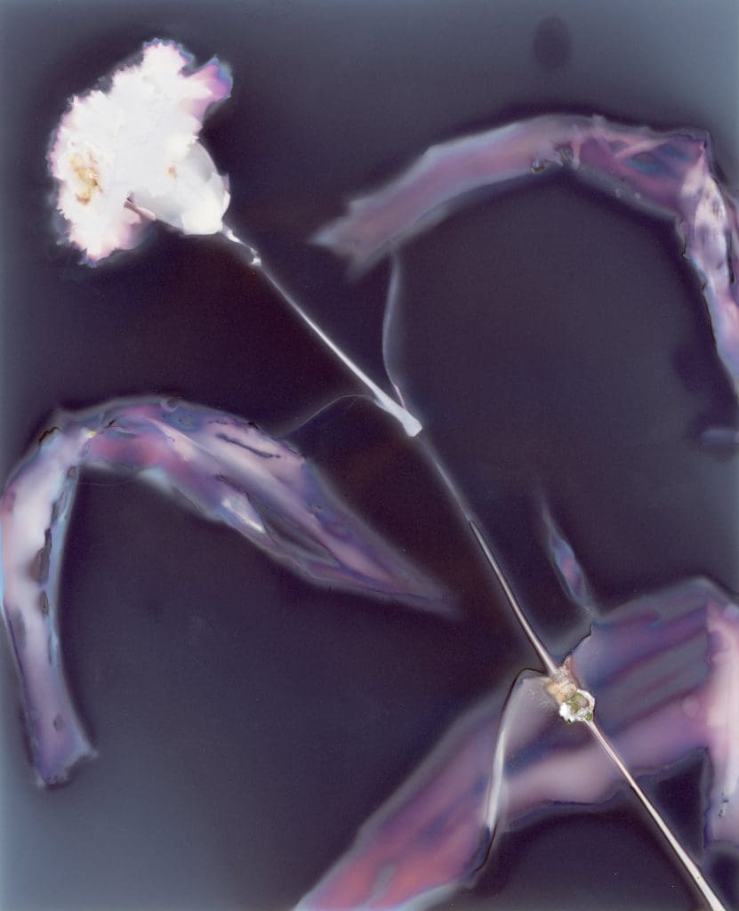 white flower cyanotype with purple background