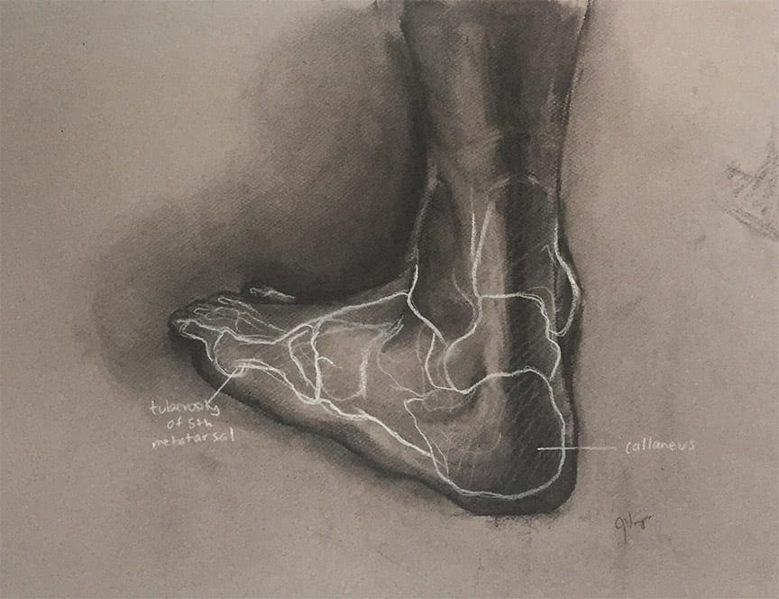 observational drawing of a man's foot  and a skeleton drawing overlayed 