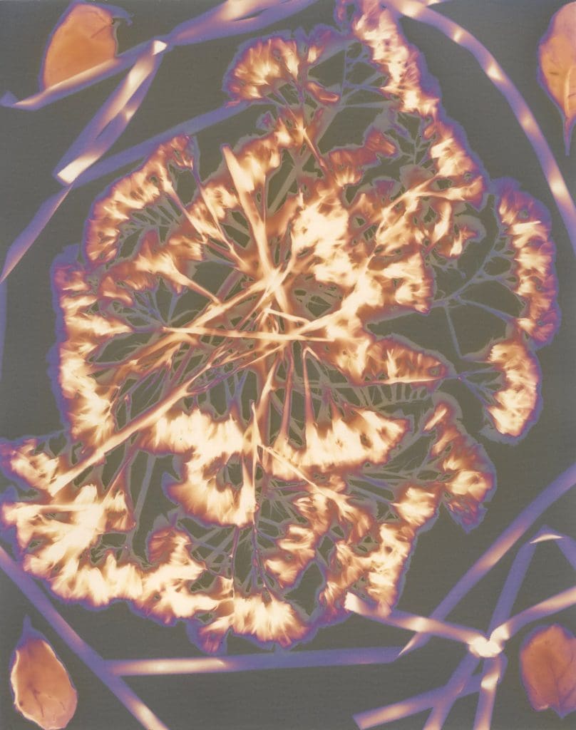 alternative image process print of dried flowers