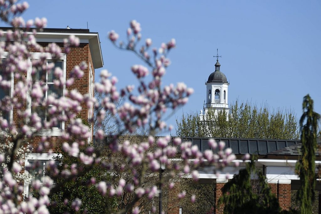 Gilman tower with magnolia blossoms